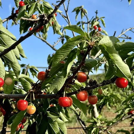 ファームステイ Masseria Piutri *