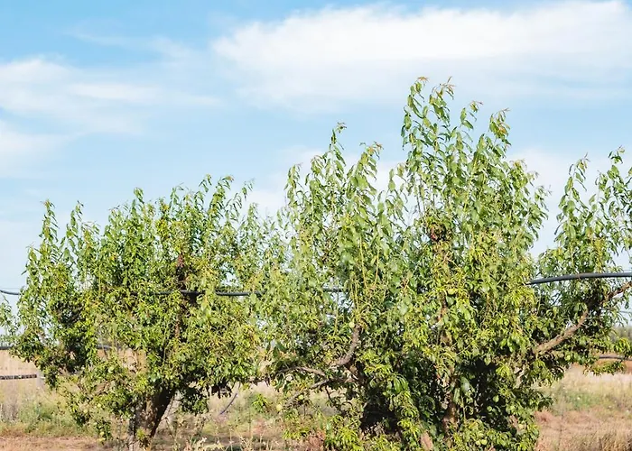 ファームステイ Masseria Piutri