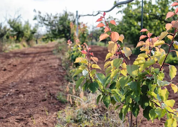 Masseria Piutri * Torchiarolo