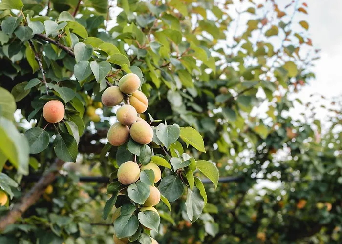 ファームステイ Masseria Piutri