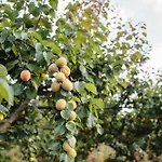 בית חווה Masseria Piutri