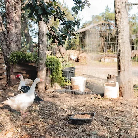 农家乐 Masseria Piutri 托尔基亚罗洛