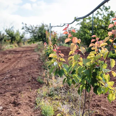 Masseria Piutri * 托尔基亚罗洛