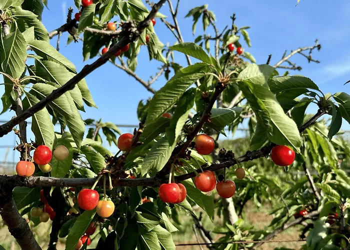 팜스테이 Masseria Piutri *